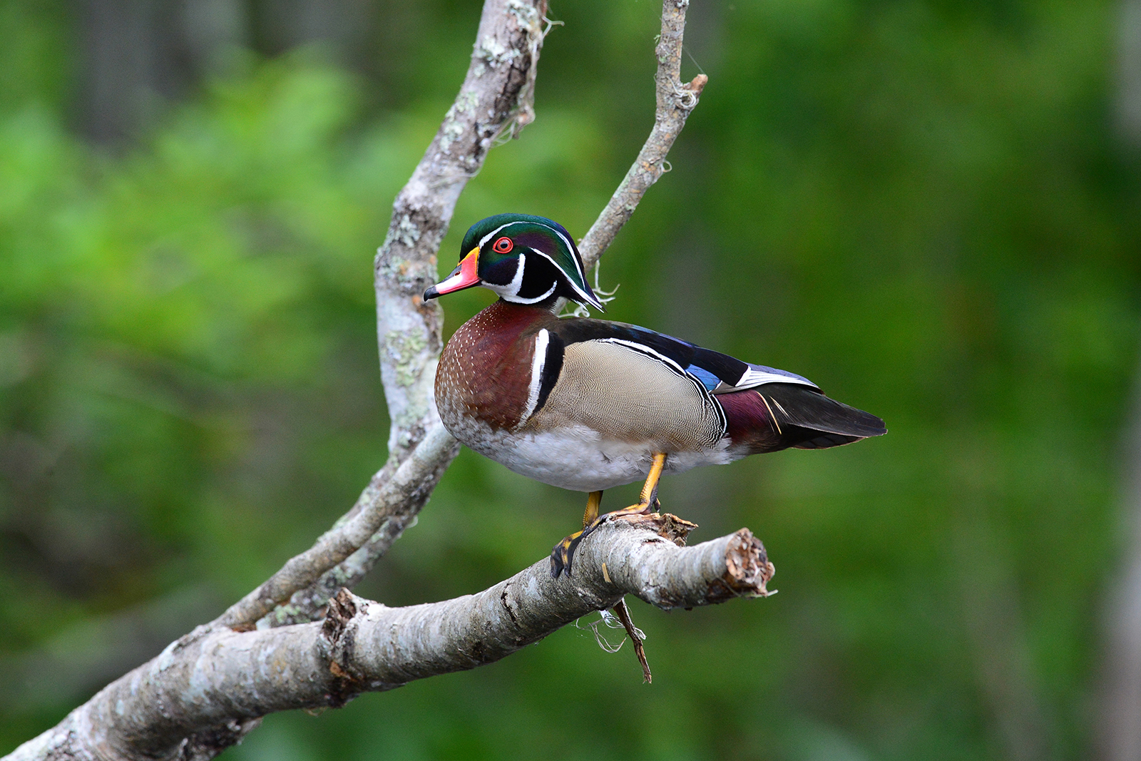 perched wood duck silver river ocala fl